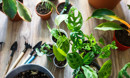 5 Benefits of Humic Acid Powder on Plants