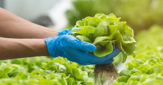 A pair of hands in blue nitrile gloves, holding up a lush green head of lettuce in a hydroponic greenhouse.