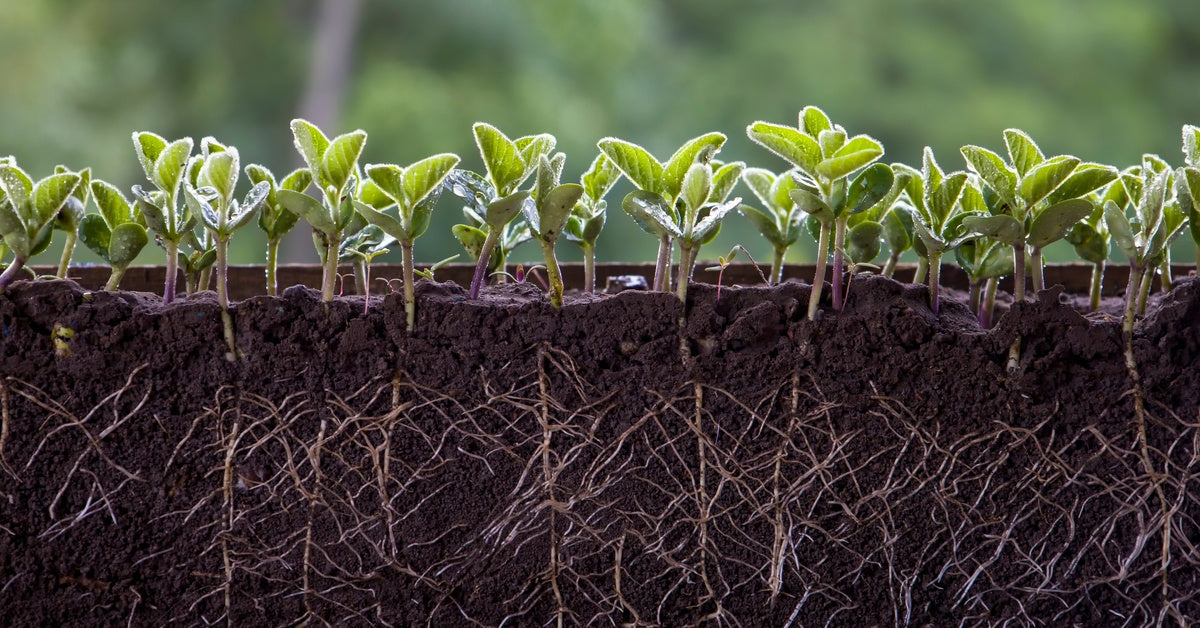 Root Acids How Fulvic Acid Enhances Root Growth in Plants